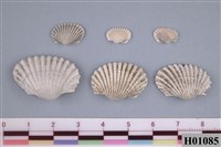 藏品(船魁蛤)的圖片